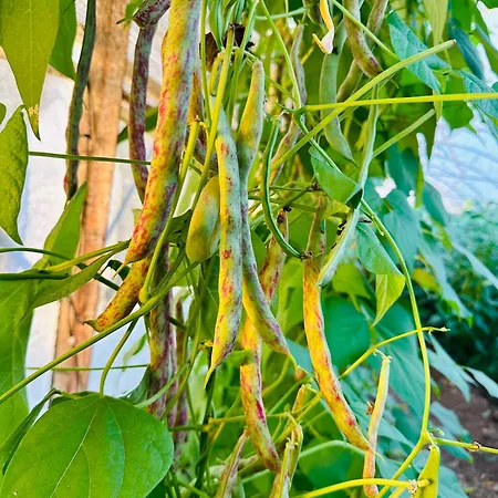 Gelidonya * Kumluca